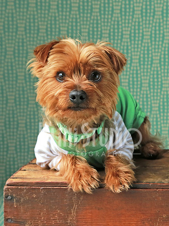 FU8A0256 copy dog 3