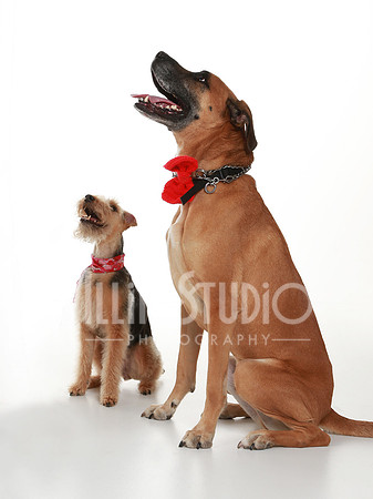 FU8A1756 Welch dogs